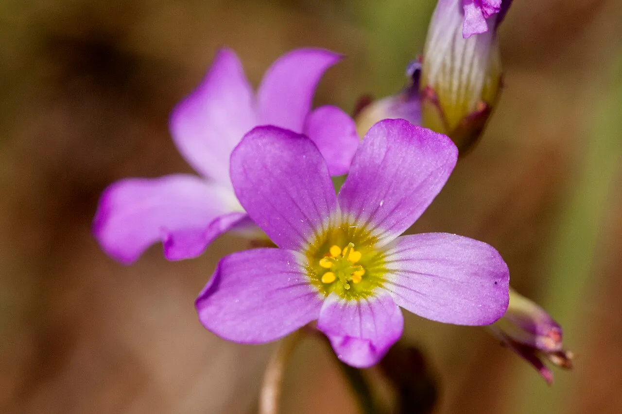 Tenleaf Woodsorrel — photo by Patrick Alexander from Las Cruces, NM