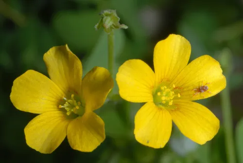 Slender Yellow Woodsorrel — photo by Douglas Goldman