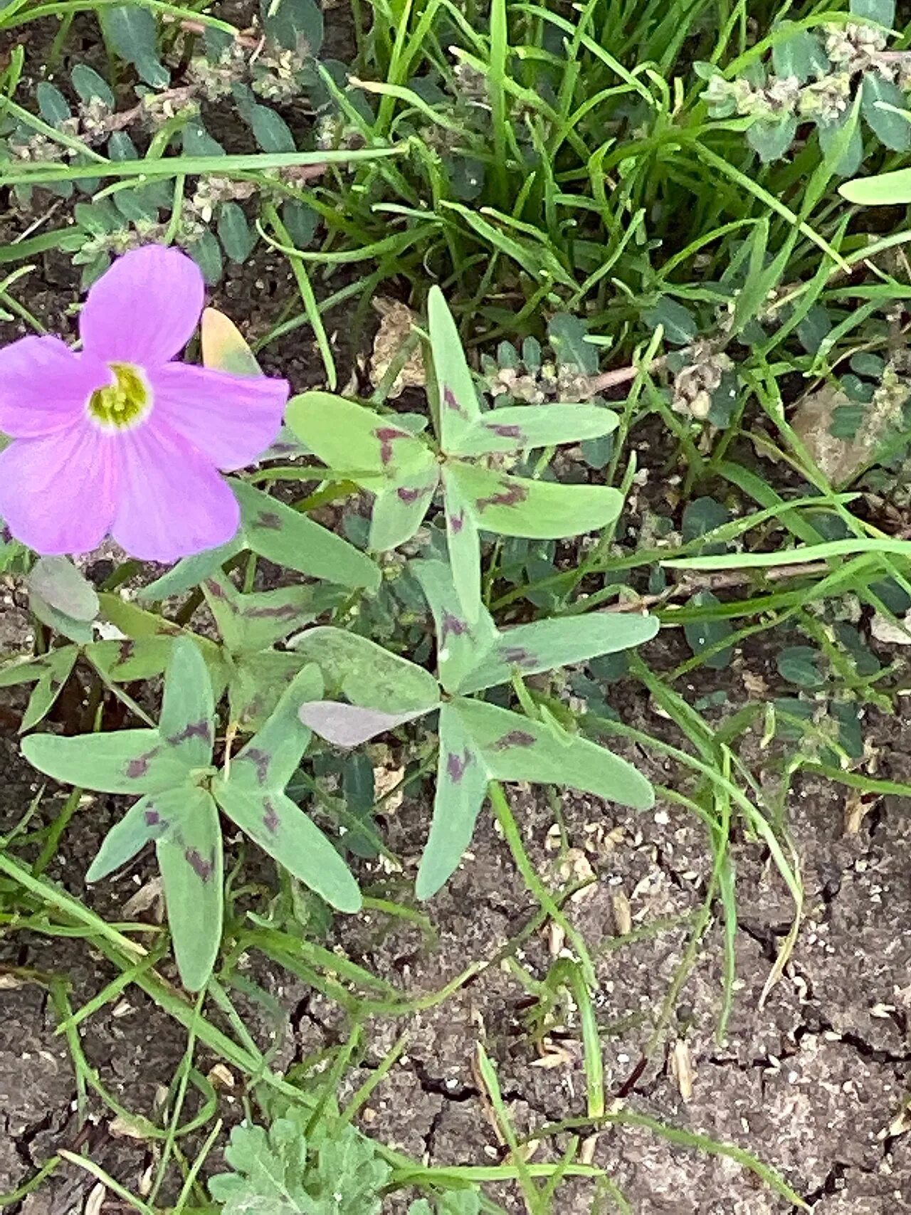 Drummond's Woodsorrel — photo by Gary Rogers
