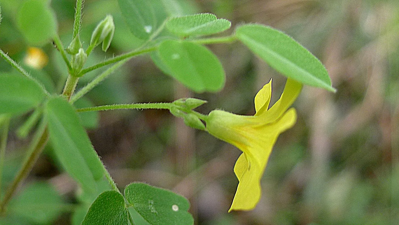 Shrubby Woodsorrel — photo by Alex Popovkin, Bahia, Brazil