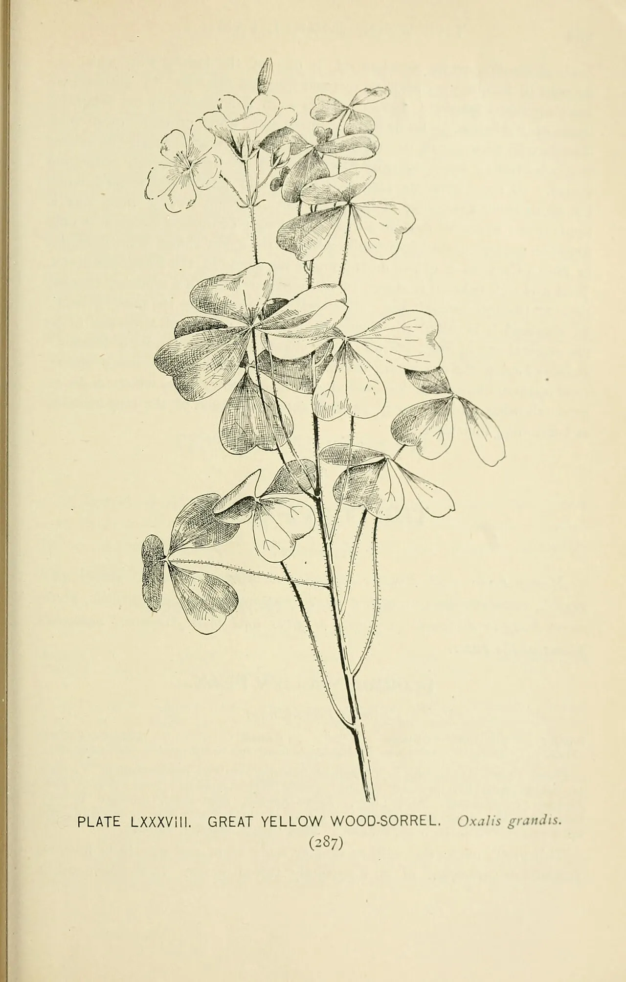 Great Yellow Woodsorrel — photo by Lounsberry, Alice.; Rowan, Marian Ellis Ryan