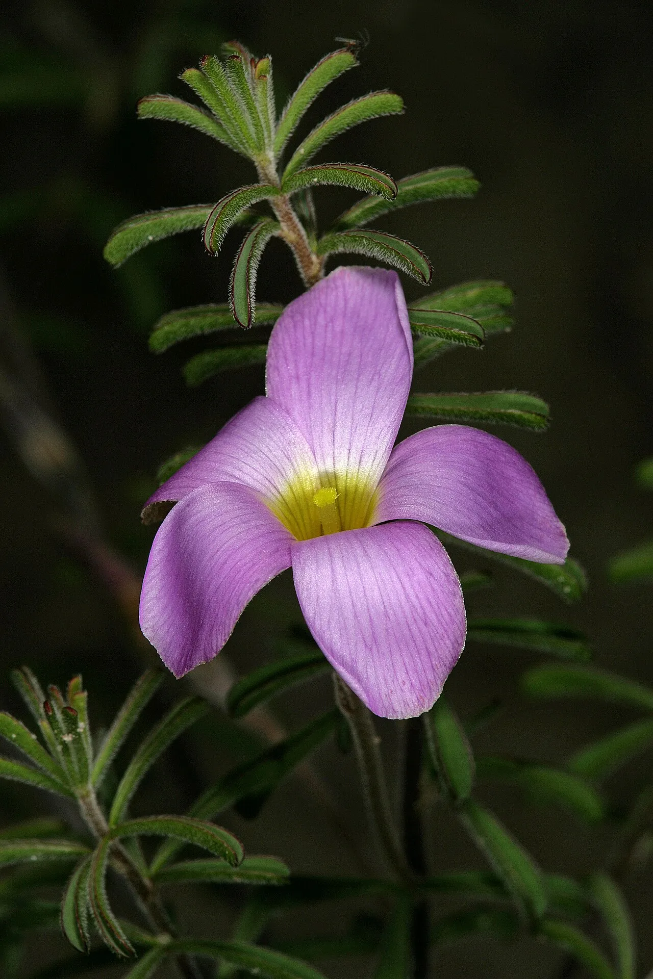 Tropical Woodsorrel — photo by SAplants