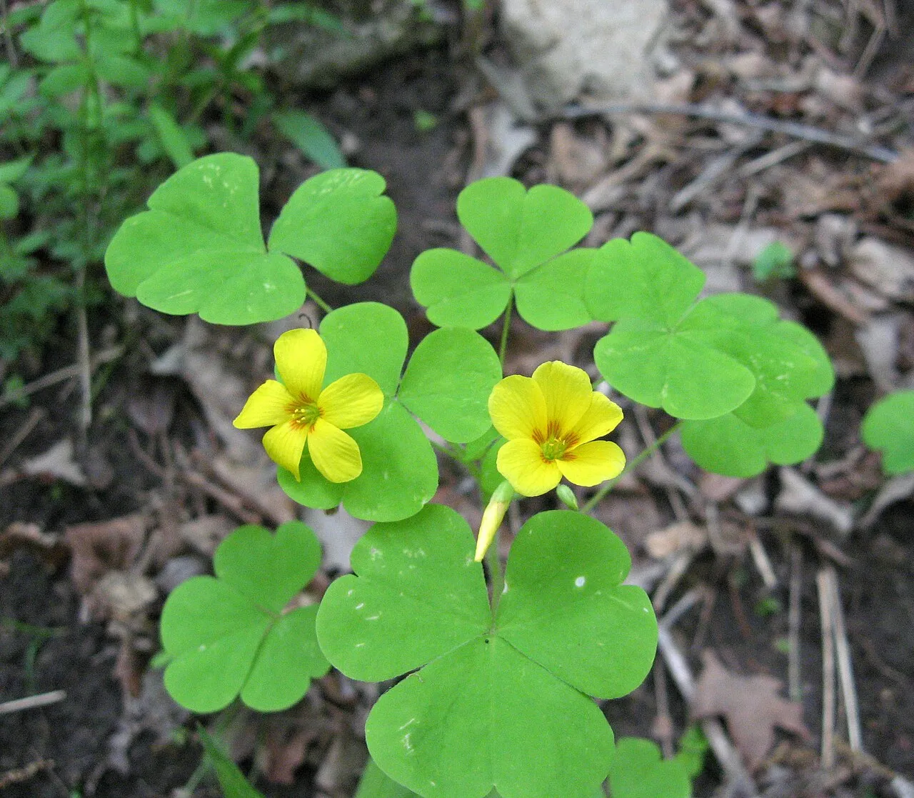 Illinois Woodsorrel — photo by Mason Brock ( Masebrock )