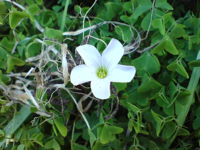 Crimson Woodsorrel — photo by wikixexo , Xexito or Chechof