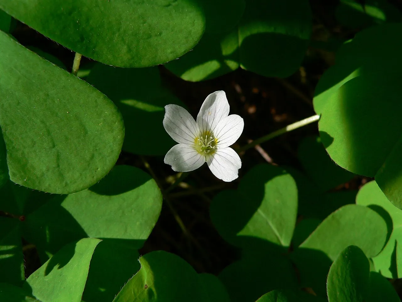 Redwood-sorrel — photo by Wikimedia Commons