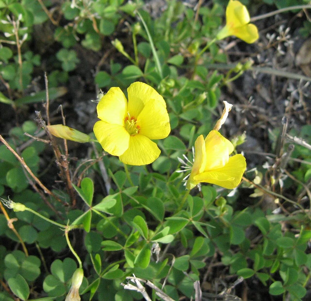 Tufted Yellow Woodsorrel — photo by Mason Brock ( Masebrock )
