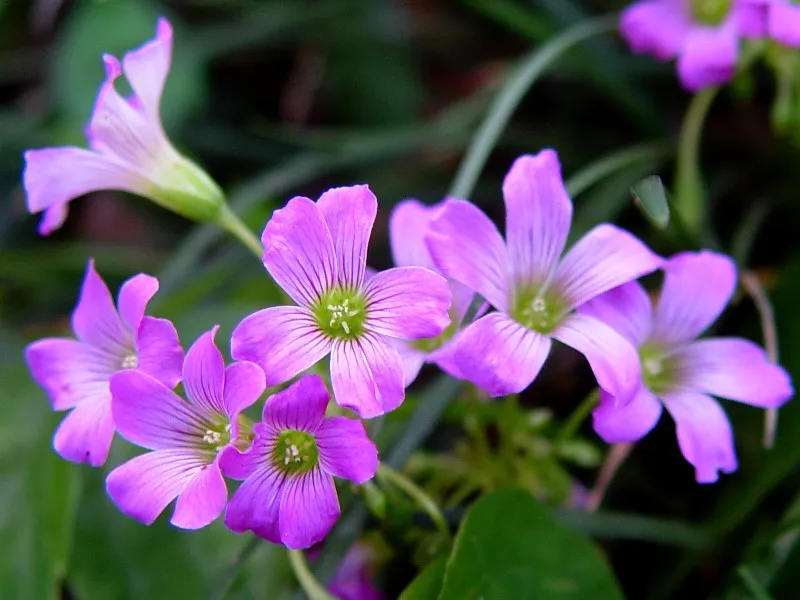 Windowbox Woodsorrel — photo by No machine-readable author provided. Folini assumed (based on copyright claims).