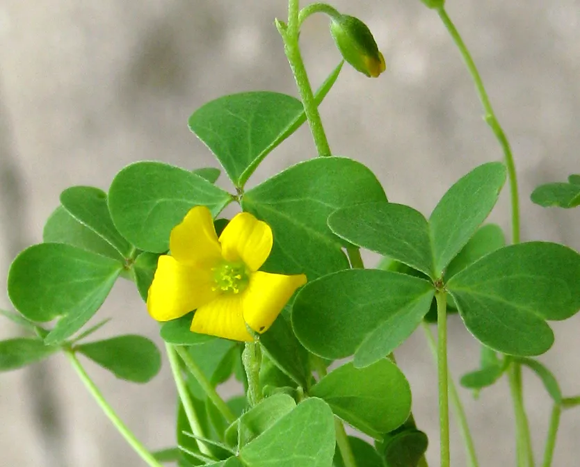 Common Yellow Oxalis — photo by 6th Happiness