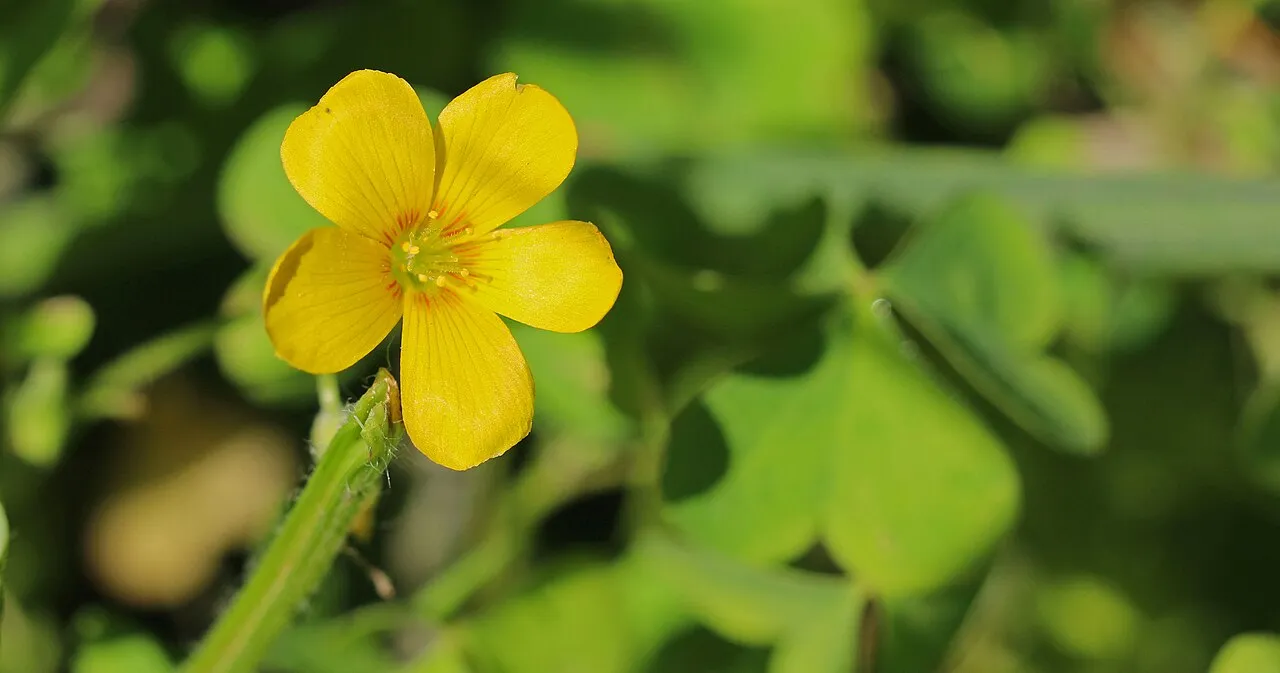 Suksdorf Woodsorrel — photo by USFWS - Pacific Region