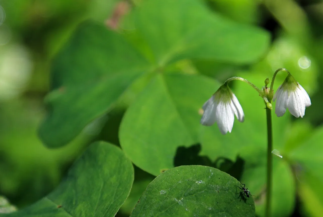 Threeleaf Woodsorrel — photo by USFWS - Pacific Region