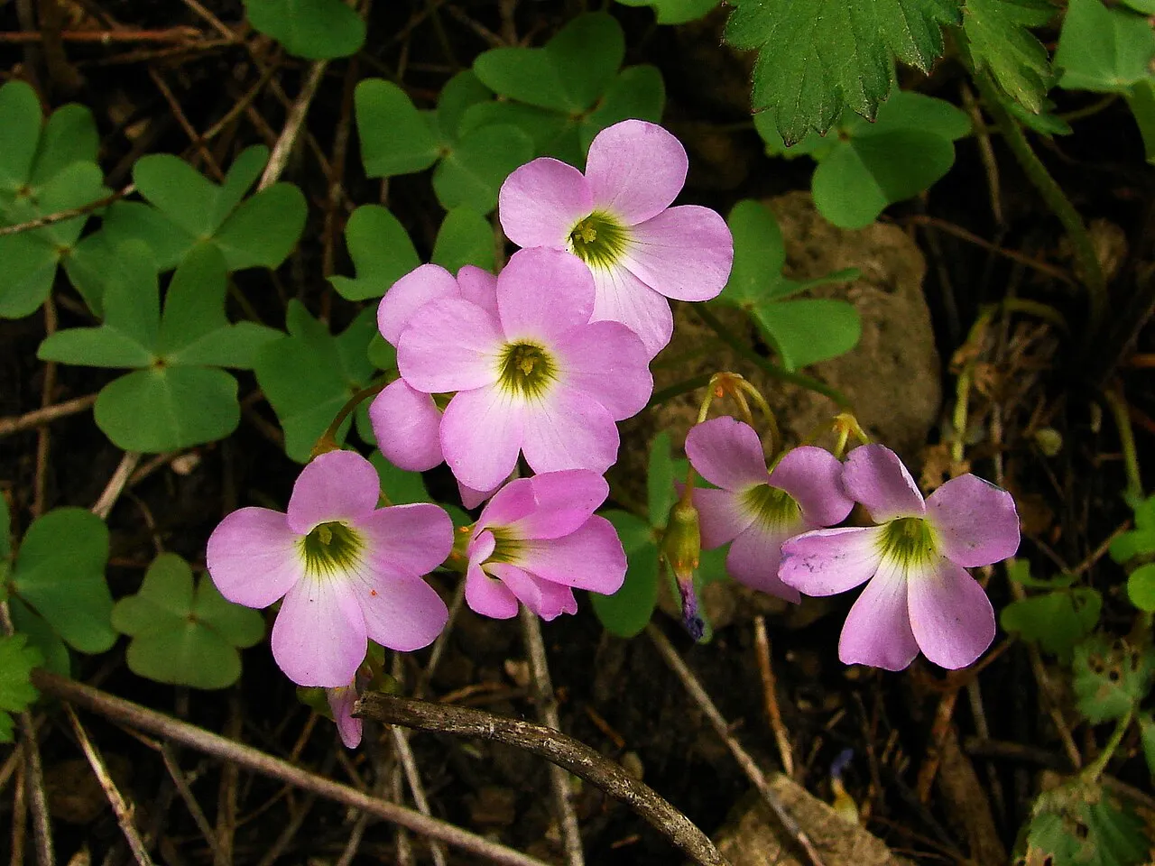 Violet Woodsorrel — photo by Ilona Loser