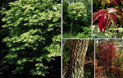 Sourwood — photo by Wikimedia Commons