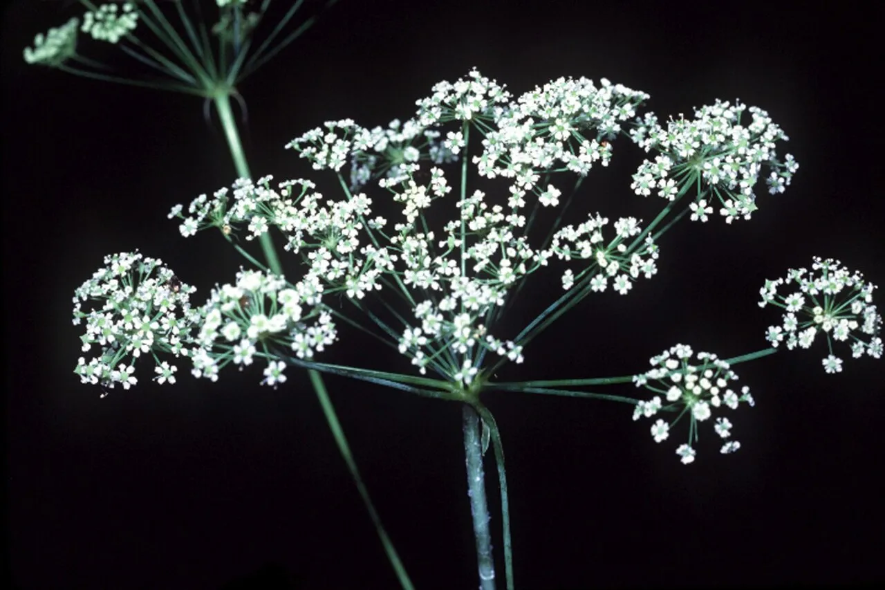 Stiff Cowbane