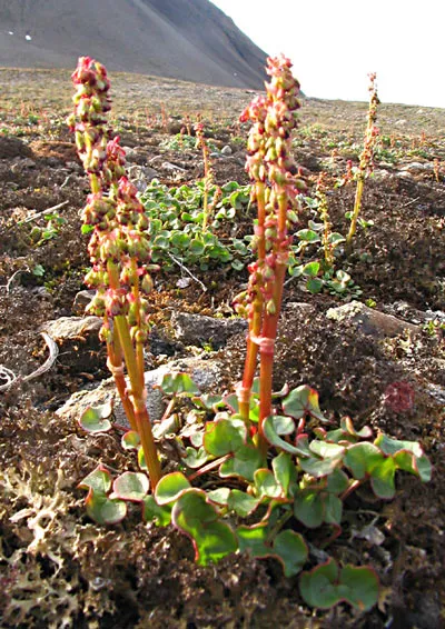 Alpine Mountainsorrel — photo by Michael Haferkamp, aka Mikesegeln at en.wikipedia