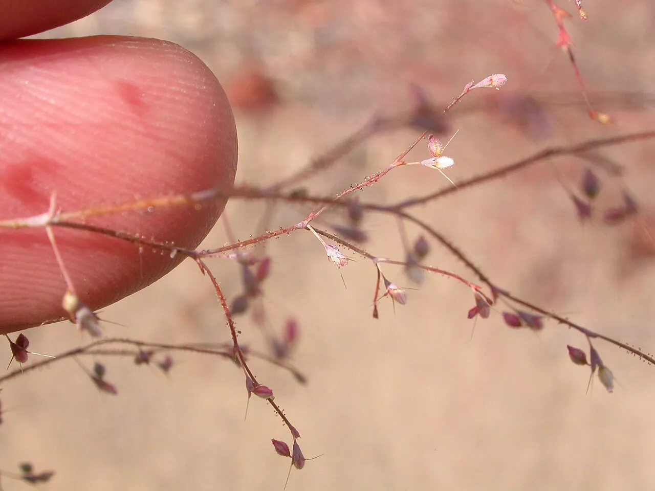 Narrowleaf Oxytheca — photo by Matt Lavin from Bozeman, Montana, USA