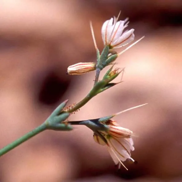 Parish's Oxytheca
