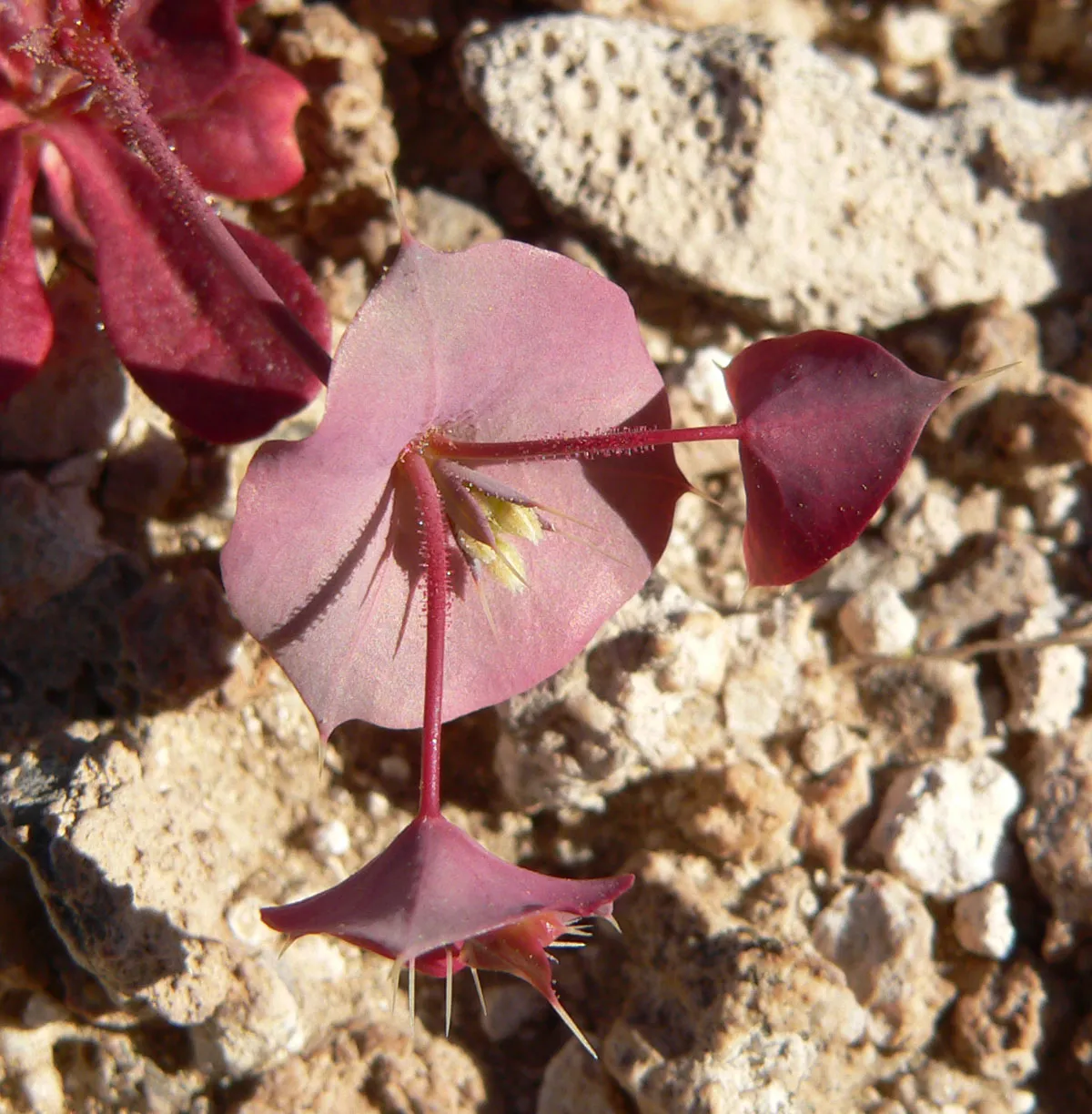 Roundleaf Oxytheca