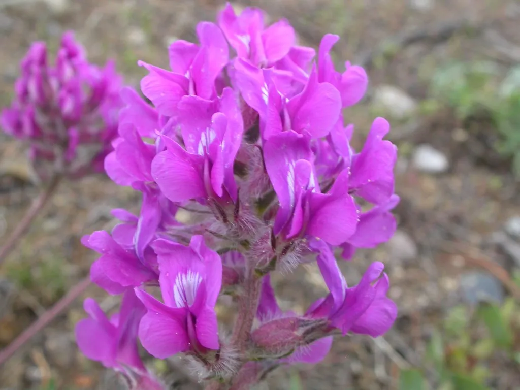 Bessey's Locoweed