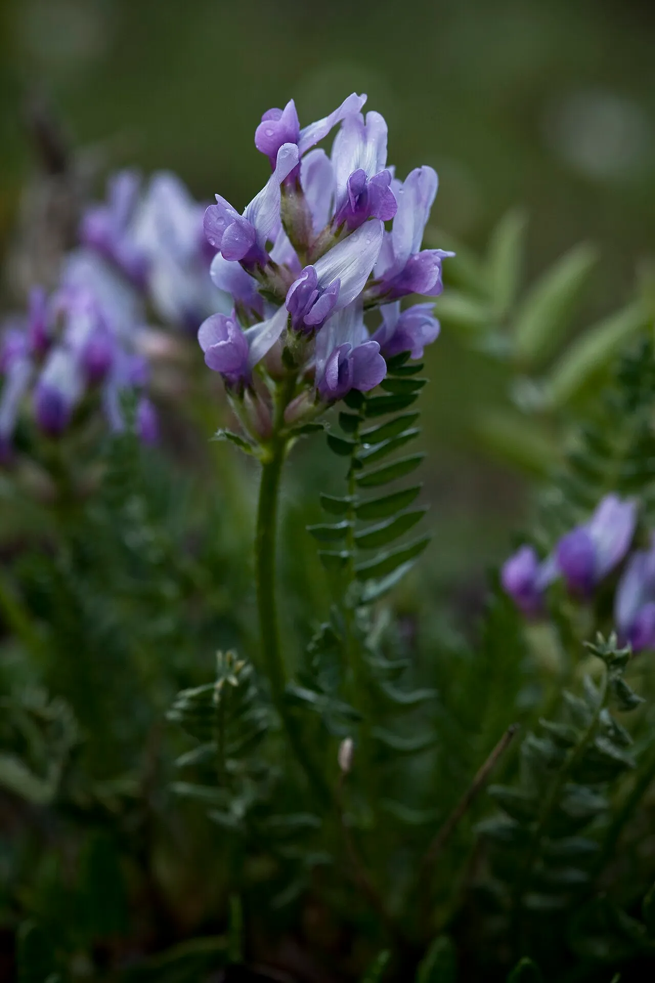 Boreal Locoweed