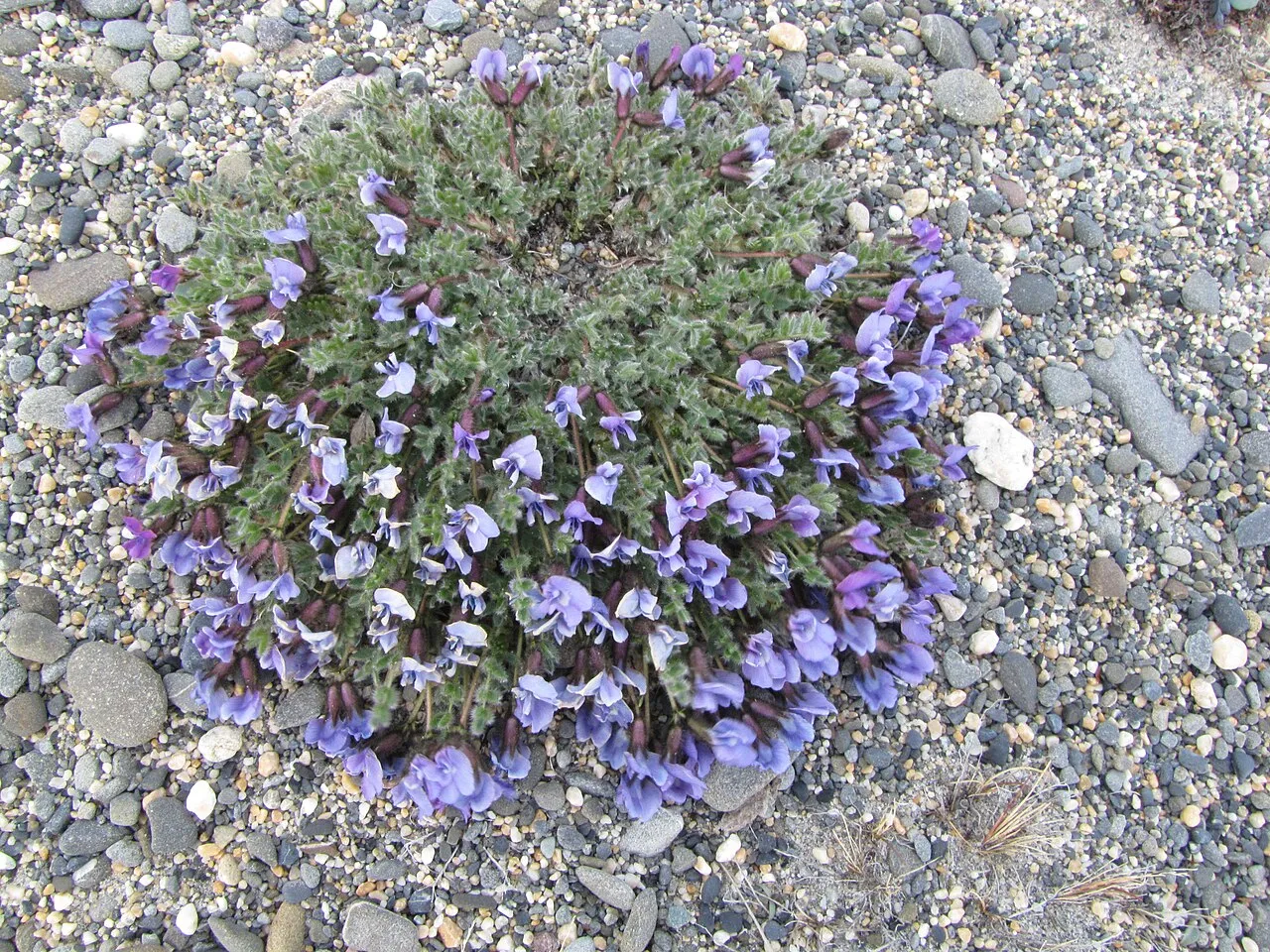 Chukotka Locoweed