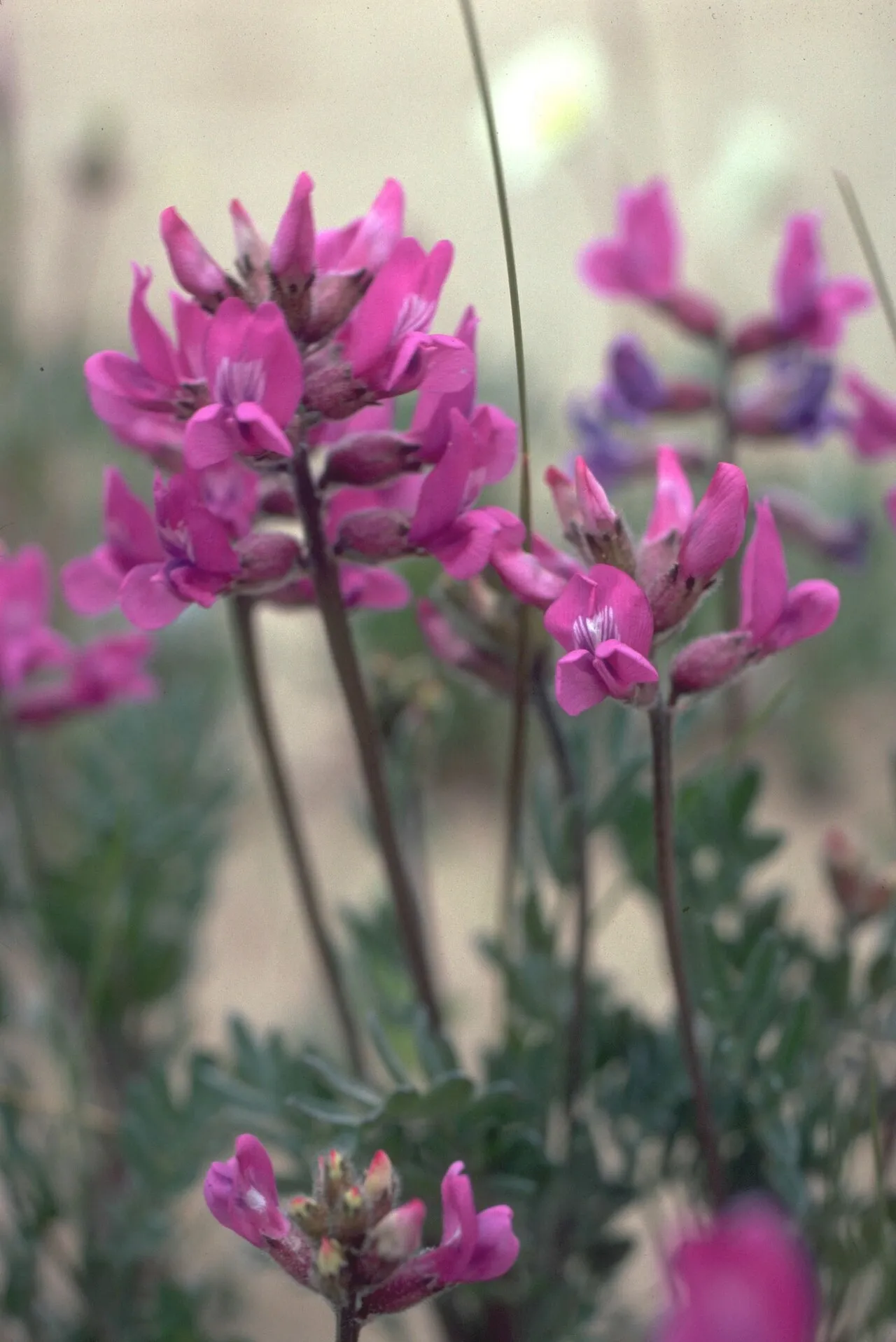 Kobuk Locoweed — photo by Education Specialist