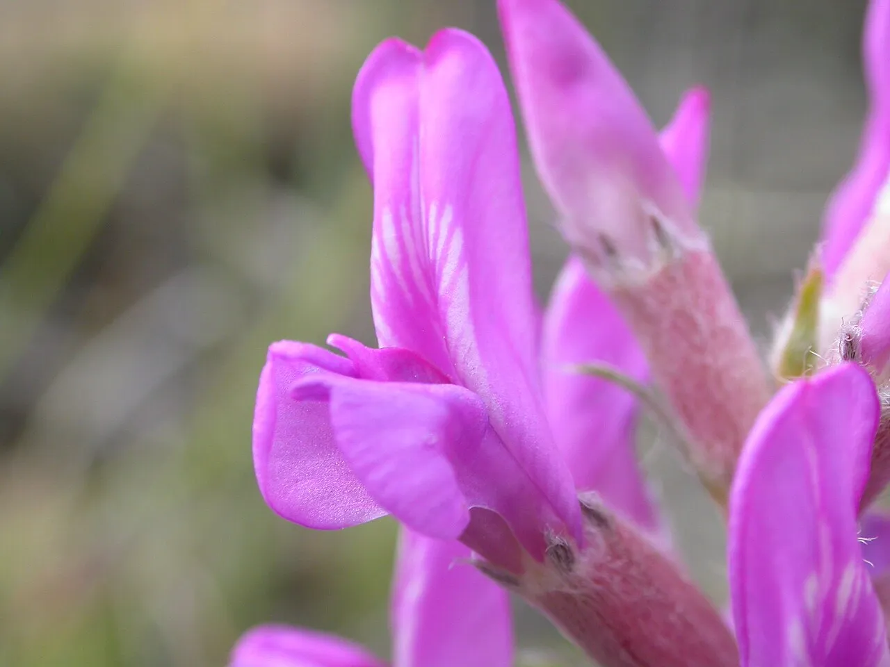 Purple Locoweed — photo by Matt Lavin
