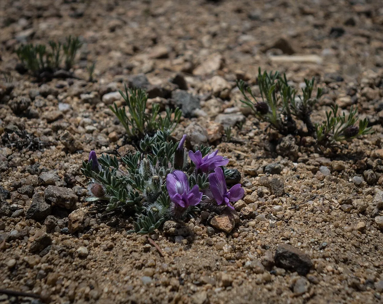 Nuttall's Oxytrope — photo by CAJC: in the Rockies from somewhere on the Front Range, Colorado, USA, USA