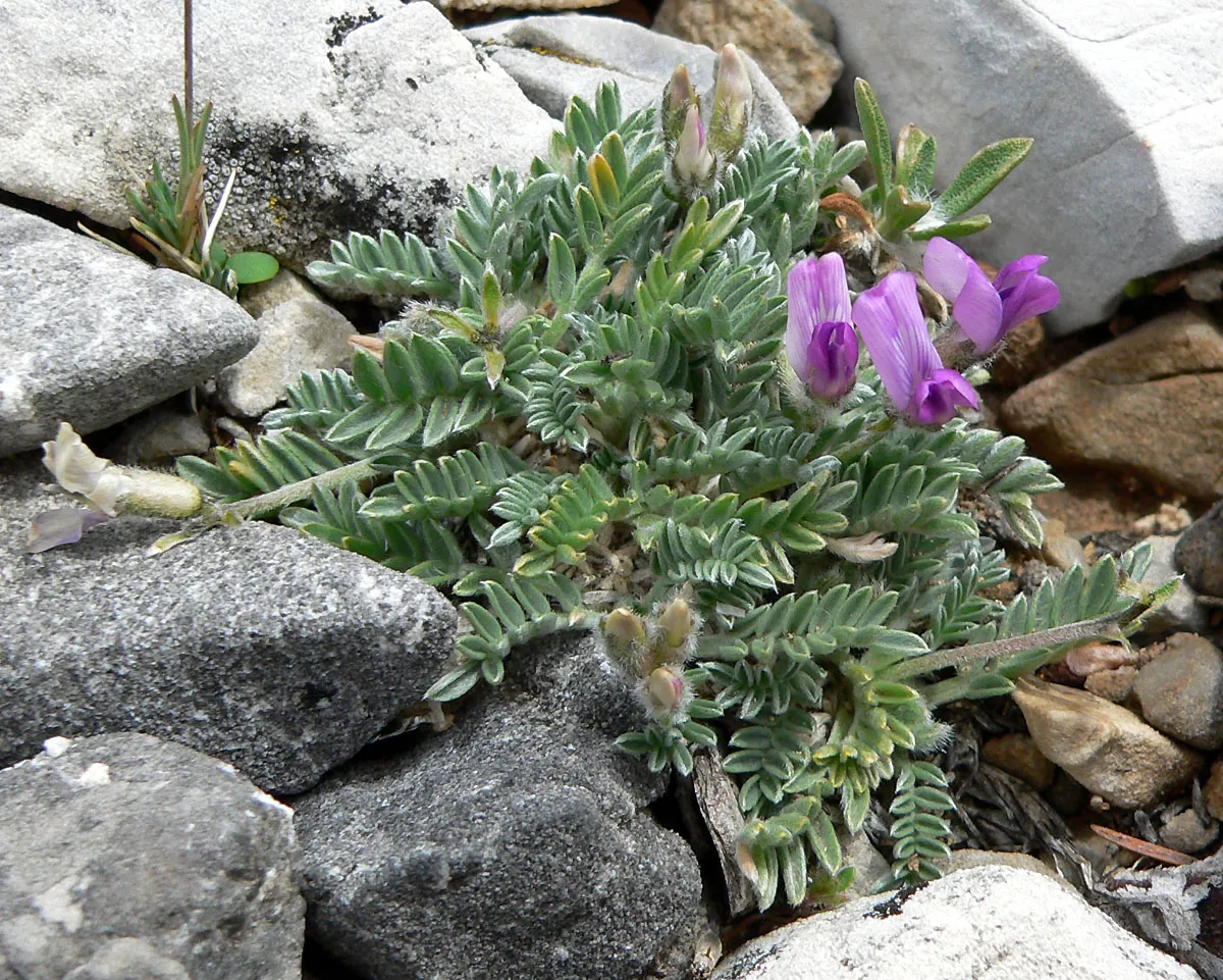 Mountain Oxytrope — photo by Stan Shebs