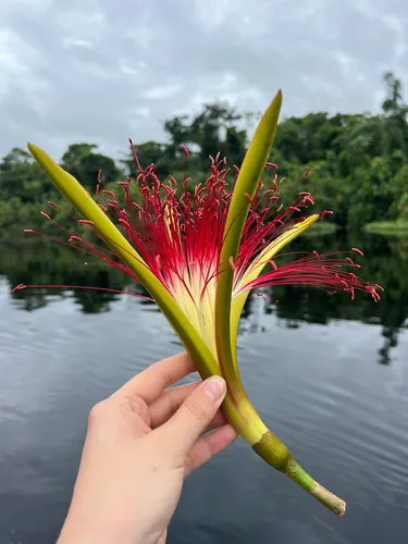 Guiana-chestnut — photo by Iris van Kleinwee-Diender
