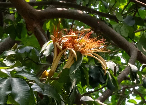 Wild Chestnut