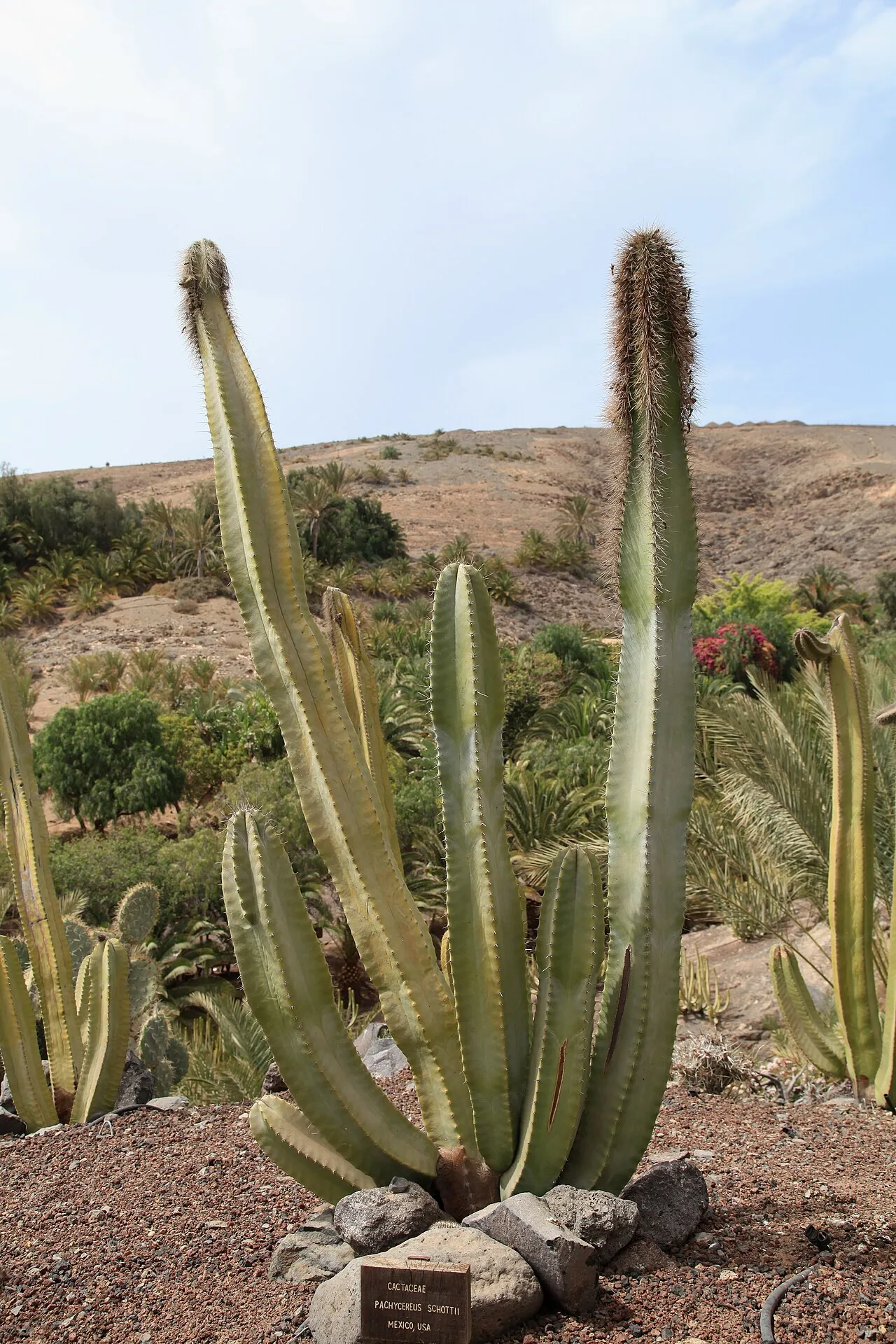 Senita Cactus — photo by Frank Vincentz