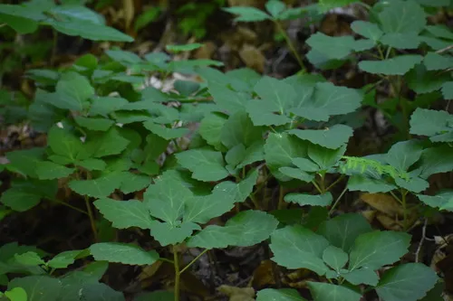 Allegheny-spurge — photo by Jared Gorrell