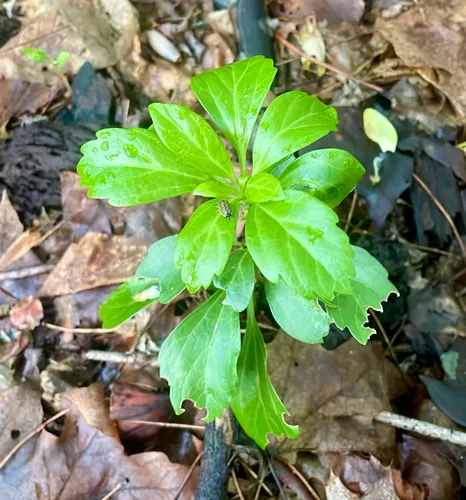 Japanese Pachysandra