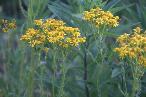 Small's Ragwort — photo by mikeholthaus