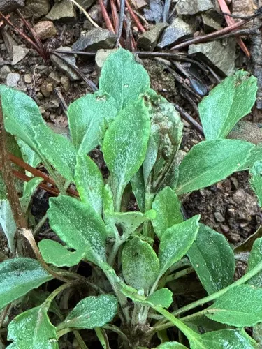 Shale Barren Ragwort — photo by Rodney Haynes