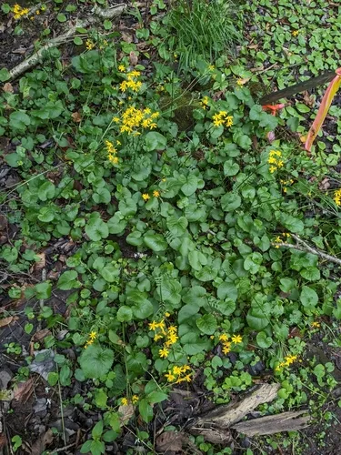 Golden Ragwort — photo by Callicladium