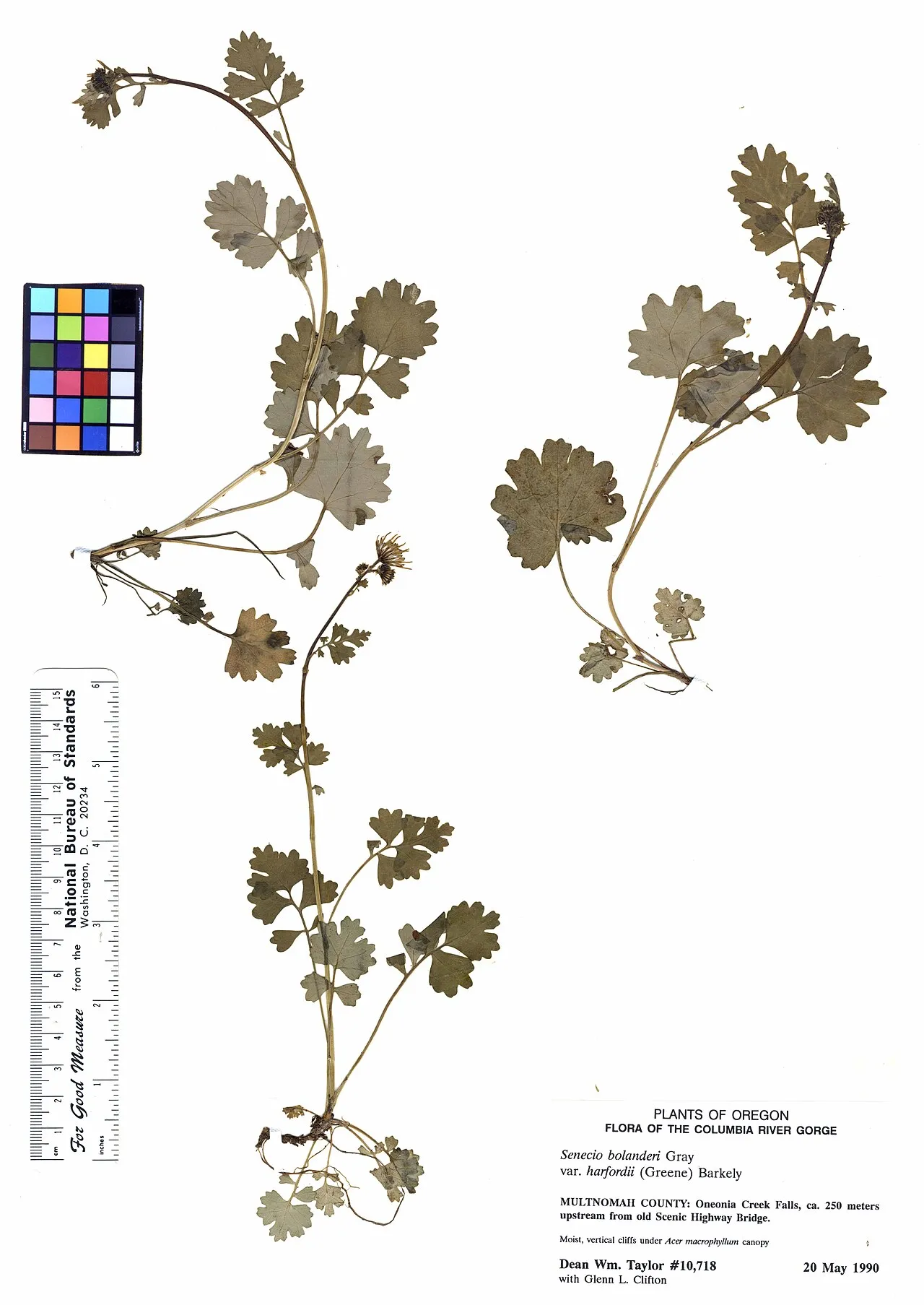 Harford's Ragwort (var. harfordii) — photo by Dean Wm. Taylor