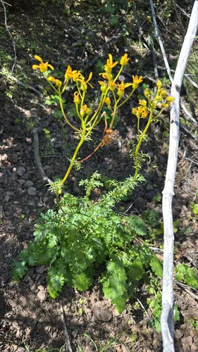 Brewer's Ragwort — photo by Kevin Dixon