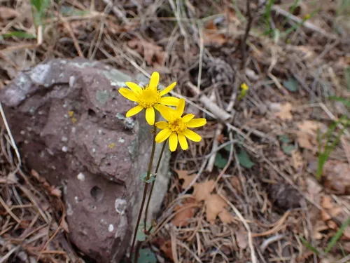 Bittercress Ragwort