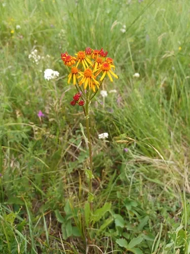 Saffron Ragwort — photo by traderj