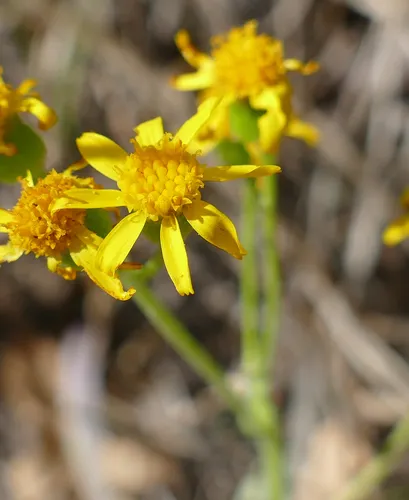 White Mountain Ragwort — photo by Wendy McCrady