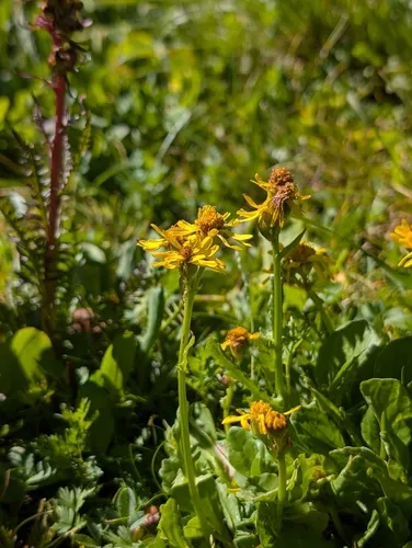 Splitleaf Groundsel — photo by Jennifer Ackerfield