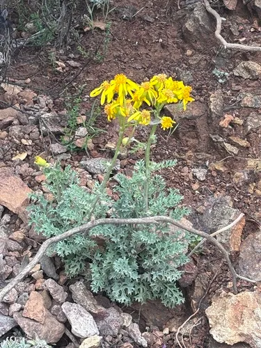 Widehead Groundsel — photo by Roger Stephens