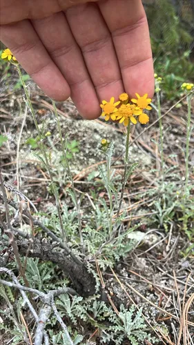 Fendler's Ragwort — photo by nickbbeck