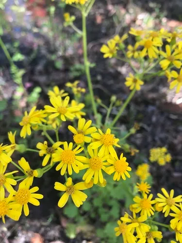 Butterweed — photo by erica_rand