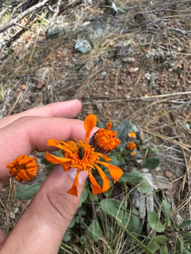 Flame Ragwort — photo by Blaine Ross