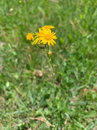 Hart's Ragwort — photo by Eric Hough