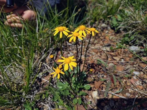 Western Ragwort — photo by Cesar Garcia Olmos