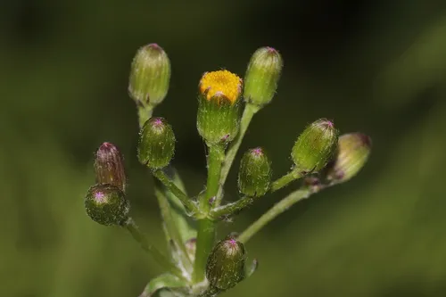 Elegant Groundsel — photo by Dustin Snider