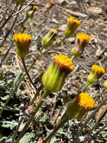 Tehachapi Ragwort — photo by possiblybuddha